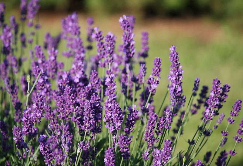 planta de lavanda