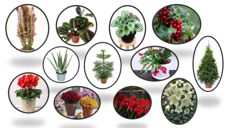 12 Plantas Decorativas para Navidad que disfrutarás todo el año.