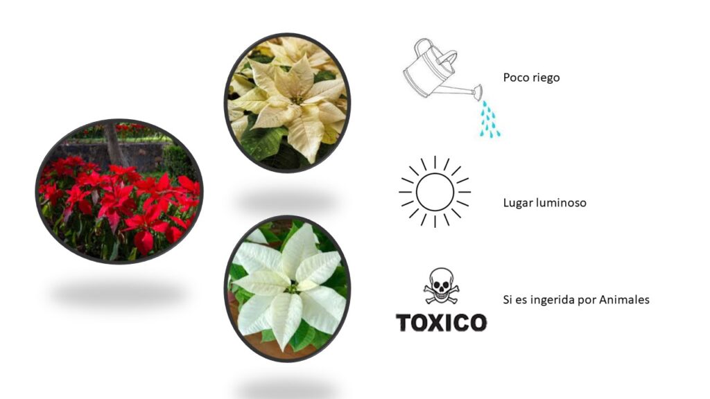 Flor de pascua