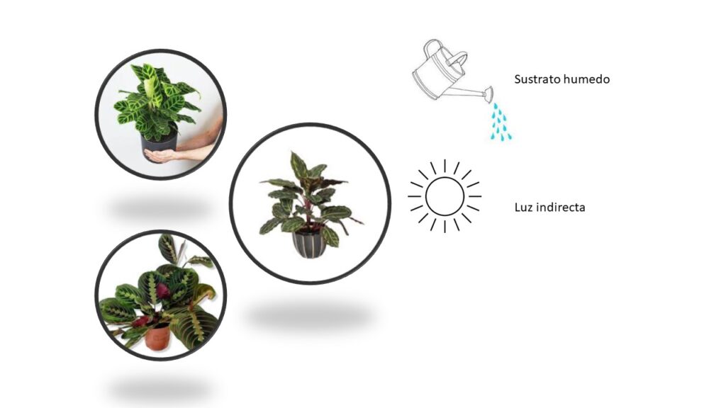 Plantas Decorativas para Navidad Calatea
