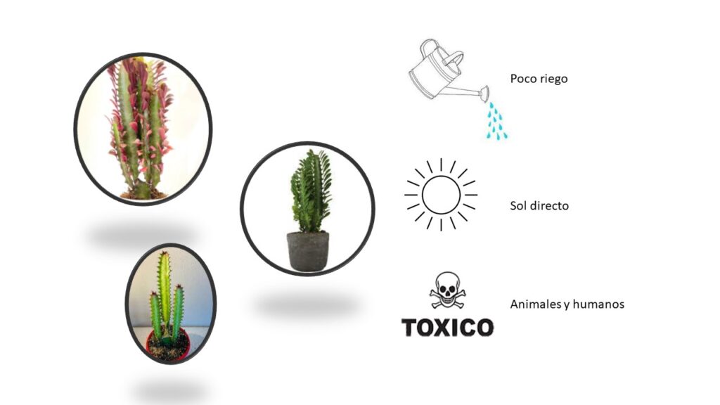 Plantas Decorativas para Navidad euphorbia
