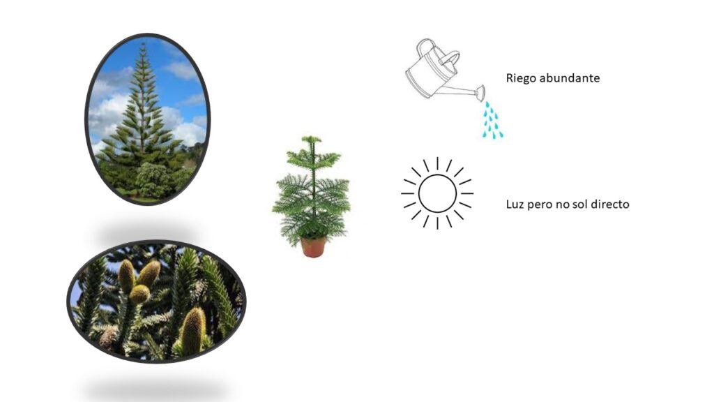 Araucaria