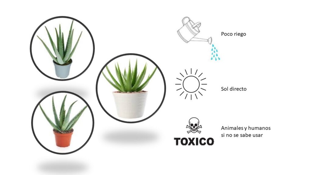 Aloe vera