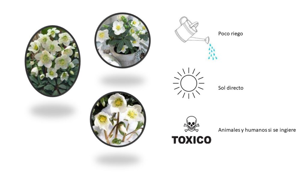 Plantas Decorativas para Navidad Flor de Navidad