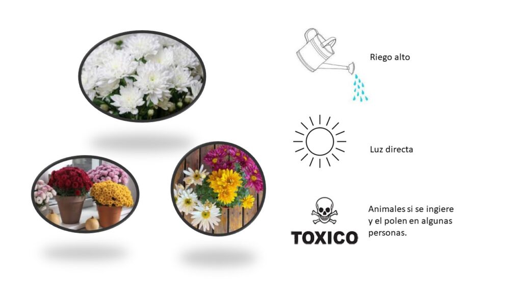 Plantas Decorativas para Navidad Crisantemo