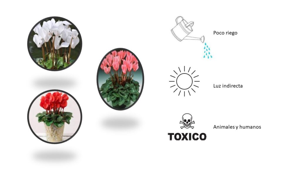 Plantas Decorativas para Navidad Cyclamen